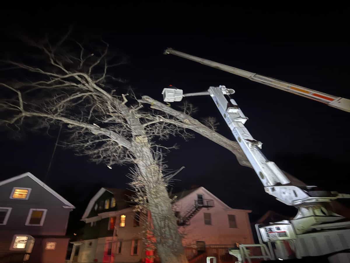 Commercial Tree Services in Roseland, NJ