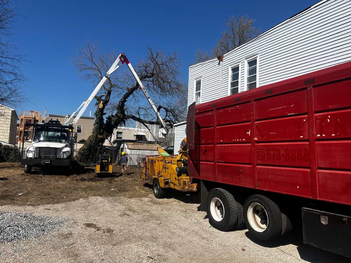 Commercial Tree Services