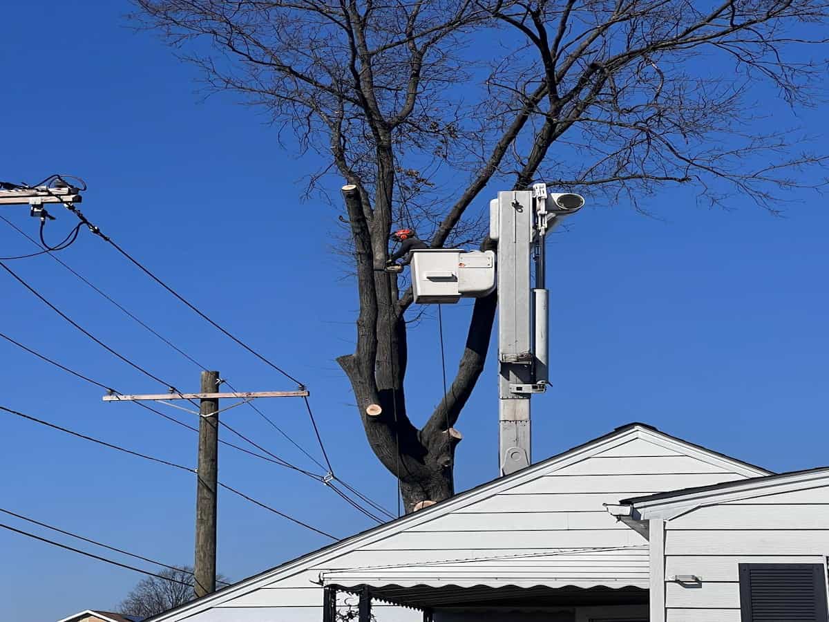 Residential Tree Services in Chatham, NJ