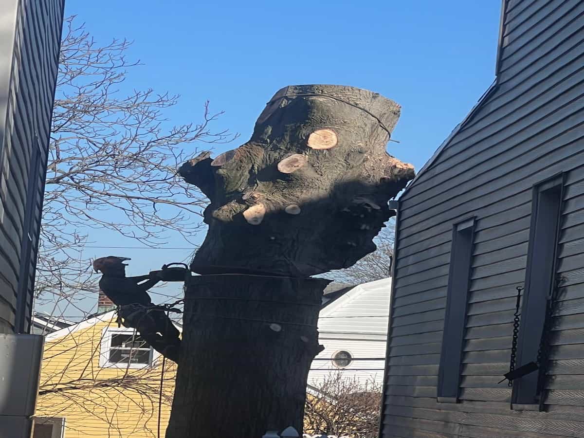 Residential Tree Services in Livingston, NJ