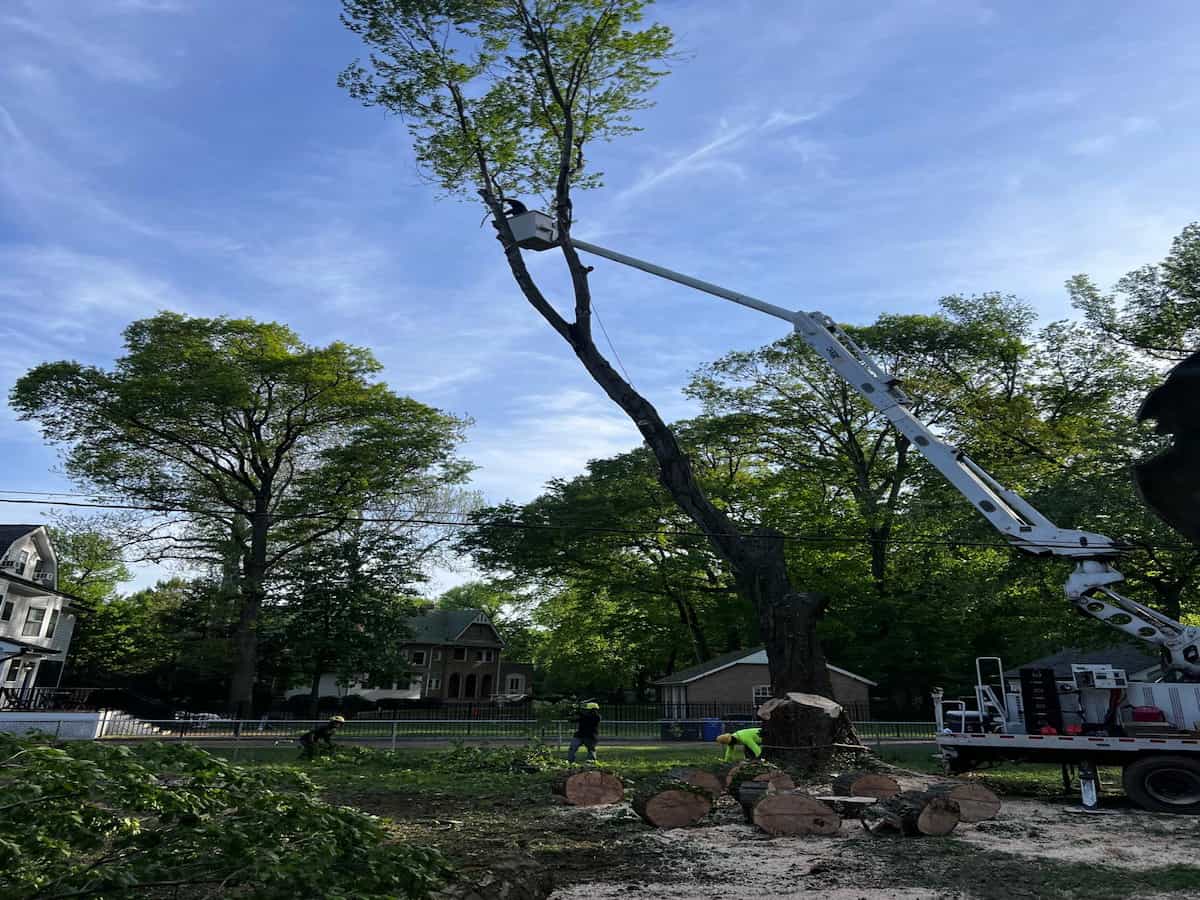 Residential Tree Services