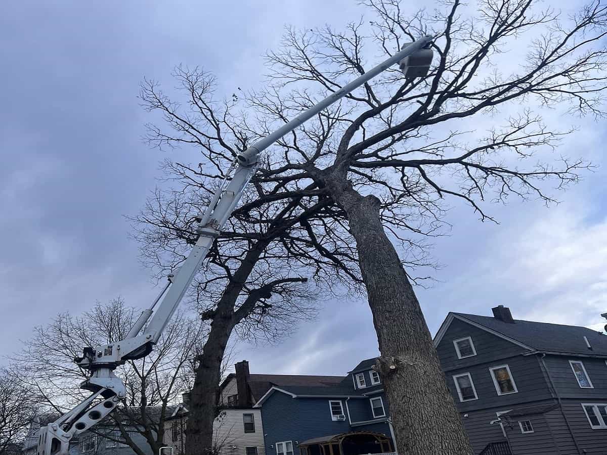 Tree Pruning