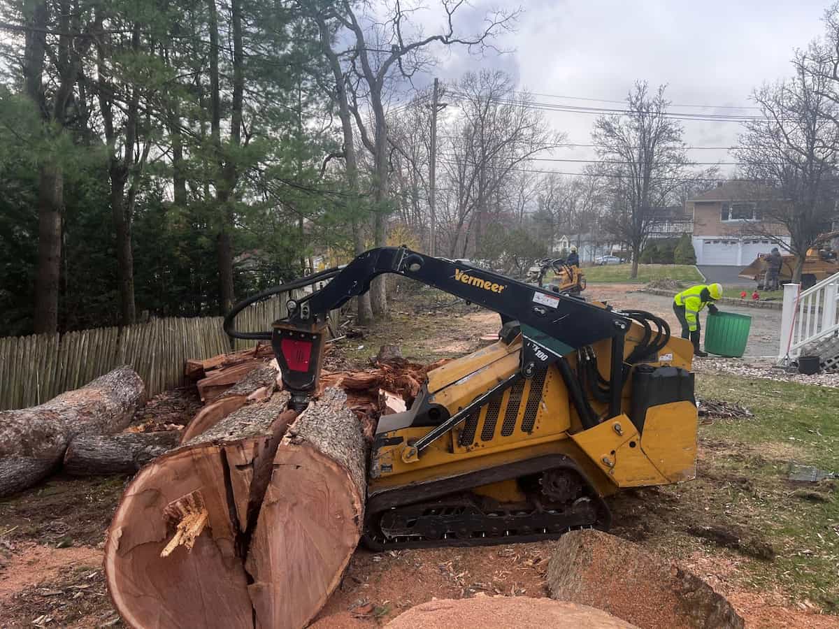 Tree Removal in Clifton, NJ