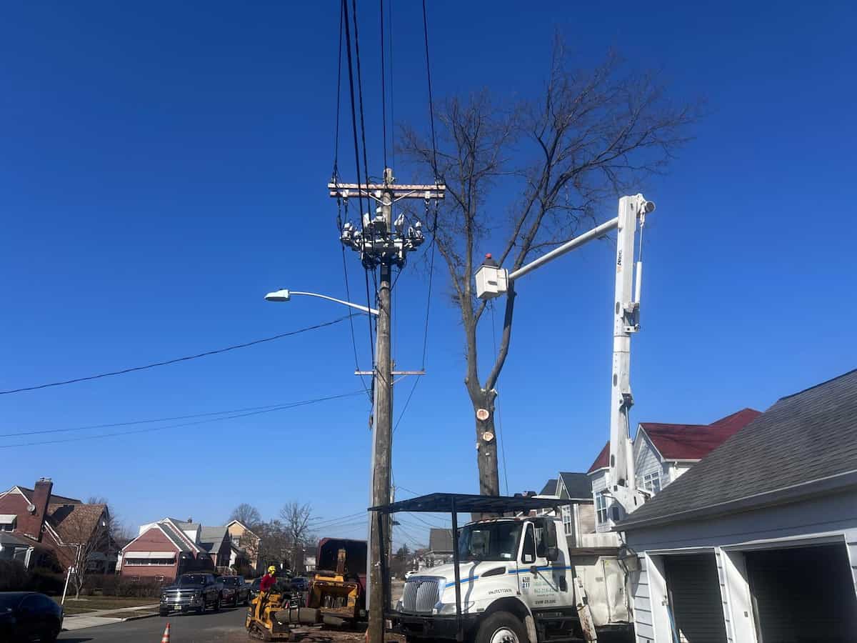 Tree Services in Montclair, NJ