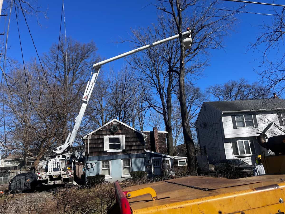 Tree Services in West Caldwell, NJ